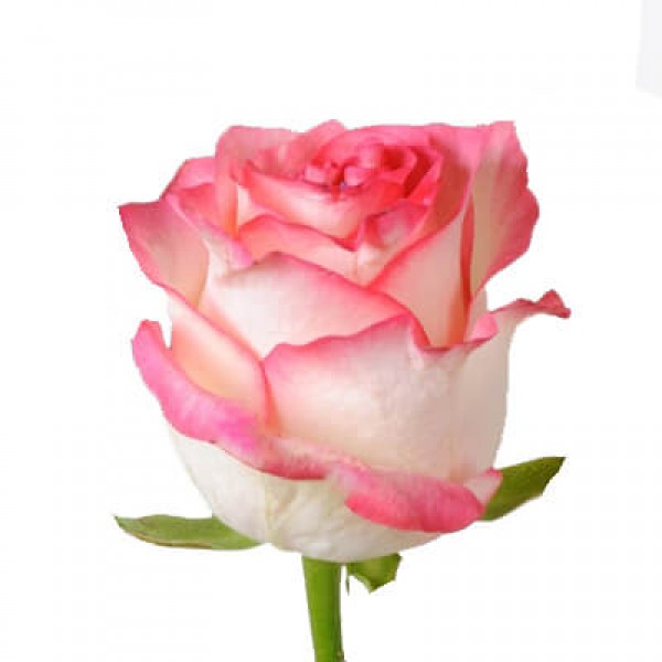 Τριαντάφυλλο Jumilia rose  ΛΟΥΛΟΥΔΙΑ 